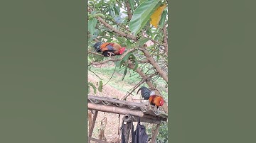 gà rừng mã vàng gọi gà giải nhất về cực xong.qaib qus