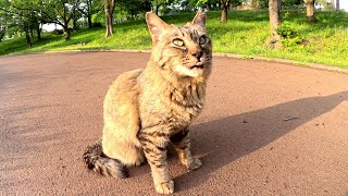 A tortoiseshell cat bathes in the beautiful sunset