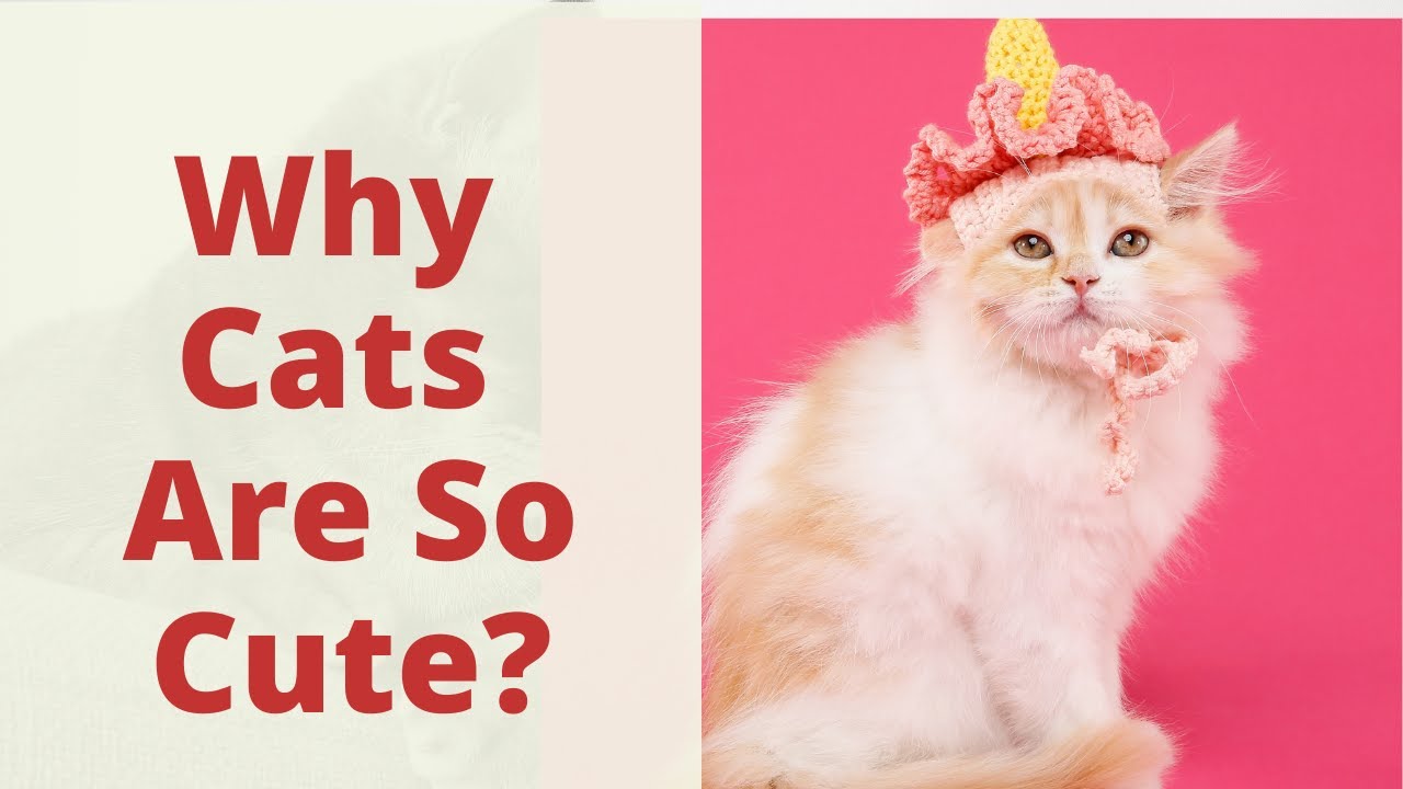 Why Is My Cat So Cute? Scientific Reasons Why Humans Think Cats Are So