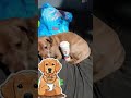 LUTHER NEEDS HIS COFFIE! #dog #dogs #goodmorning #coffee #funny #shorts #short