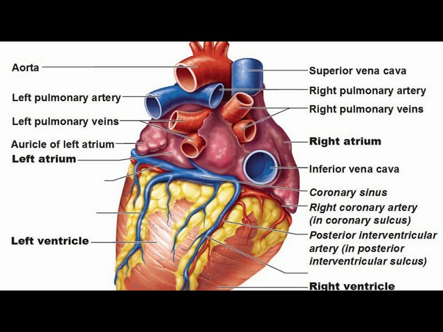 Difference Between Atria and Ventricles class=