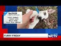 Furry Friday: Meet Badger!