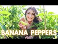 How to grow banana peppers  tips to load your plants with peppers l harvest with me