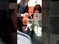 Cat Gets His Own Underwater Aquarium Spot