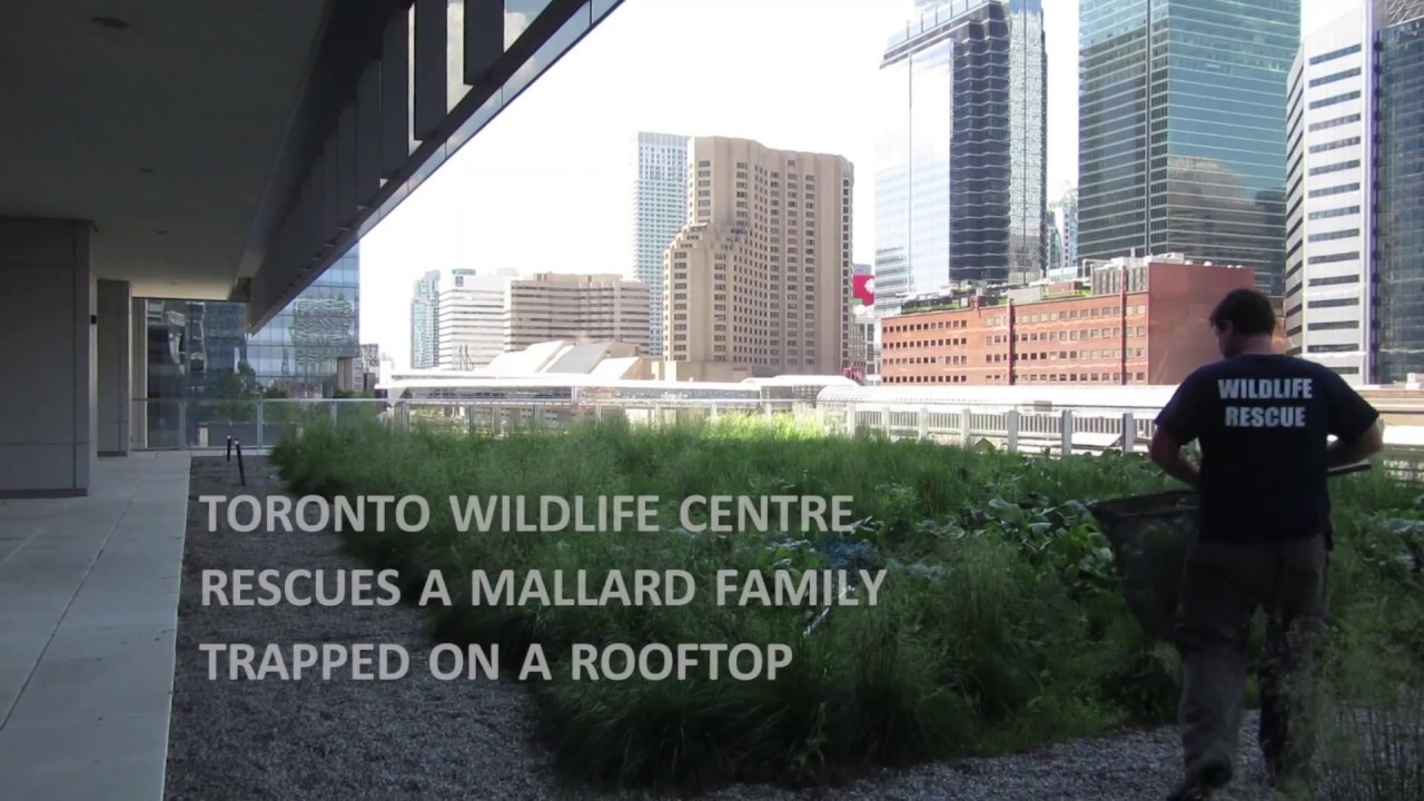 animals worksheet Wildlife Rescue: Mallard Family Trapped on Rooftop