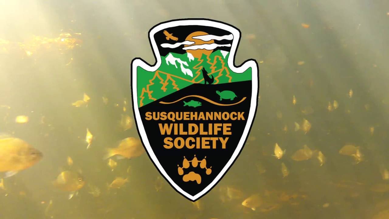 camera iphone 8 plus apk Creek Snorkeling and Underwater Wildlife in Harford County (Preview)