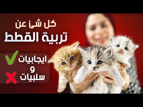 فيديو: تربية القطط