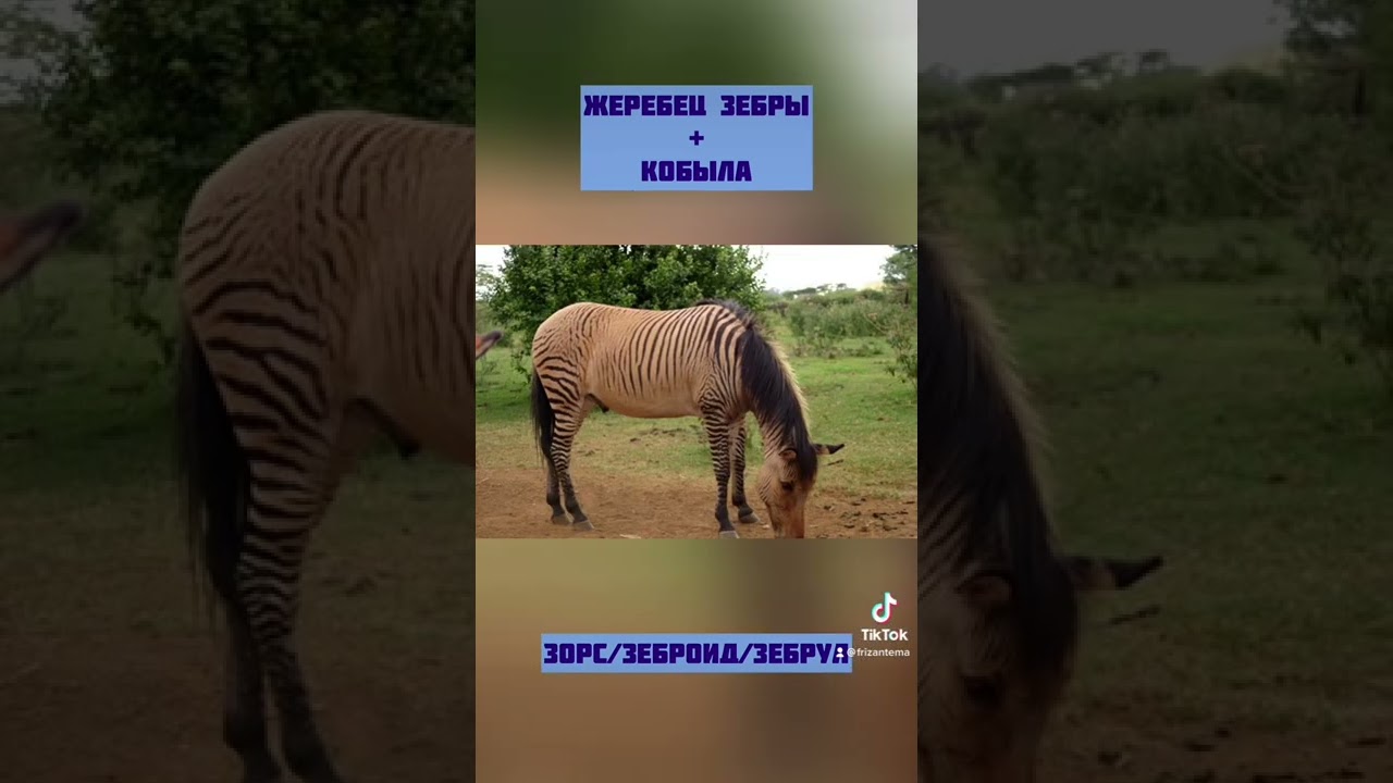 Гибриды лошадей . Зорс, зеброид, мул, лошак