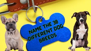 Name the DOG breed QUIZ!