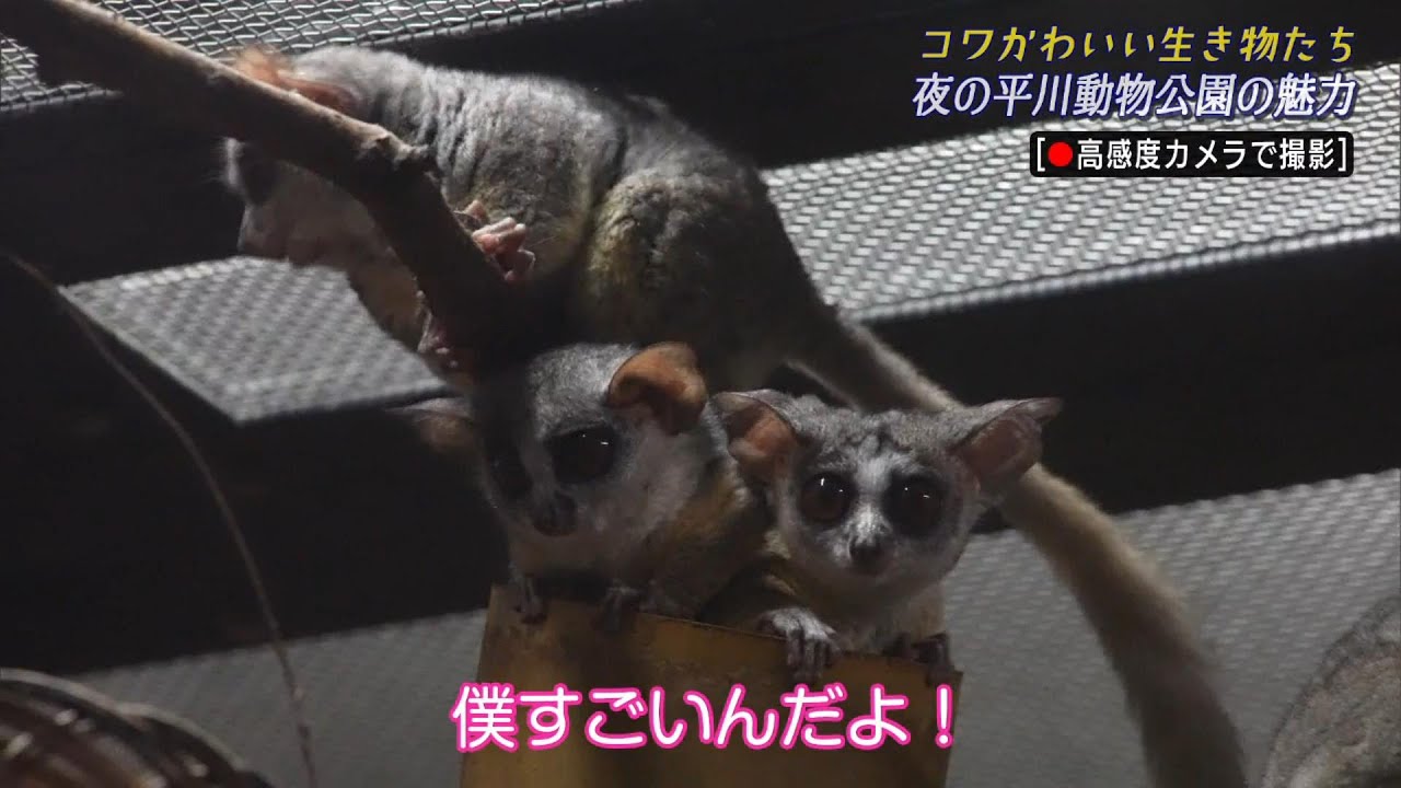 小夏屋 豆柴怪獣マメラ① Someone farted The search for the culprit by the three