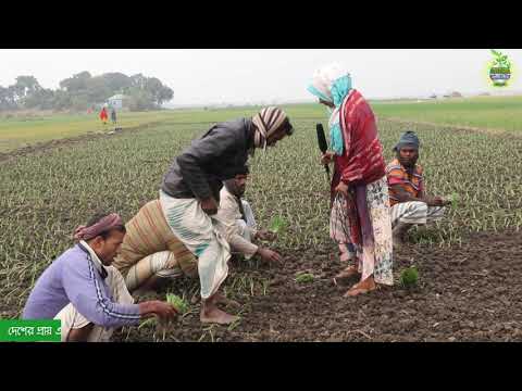 ভিডিও: পেঁয়াজ মরিচা