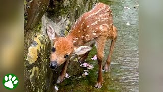 Baby deer has no other choice than to trust the kindness of a stranger