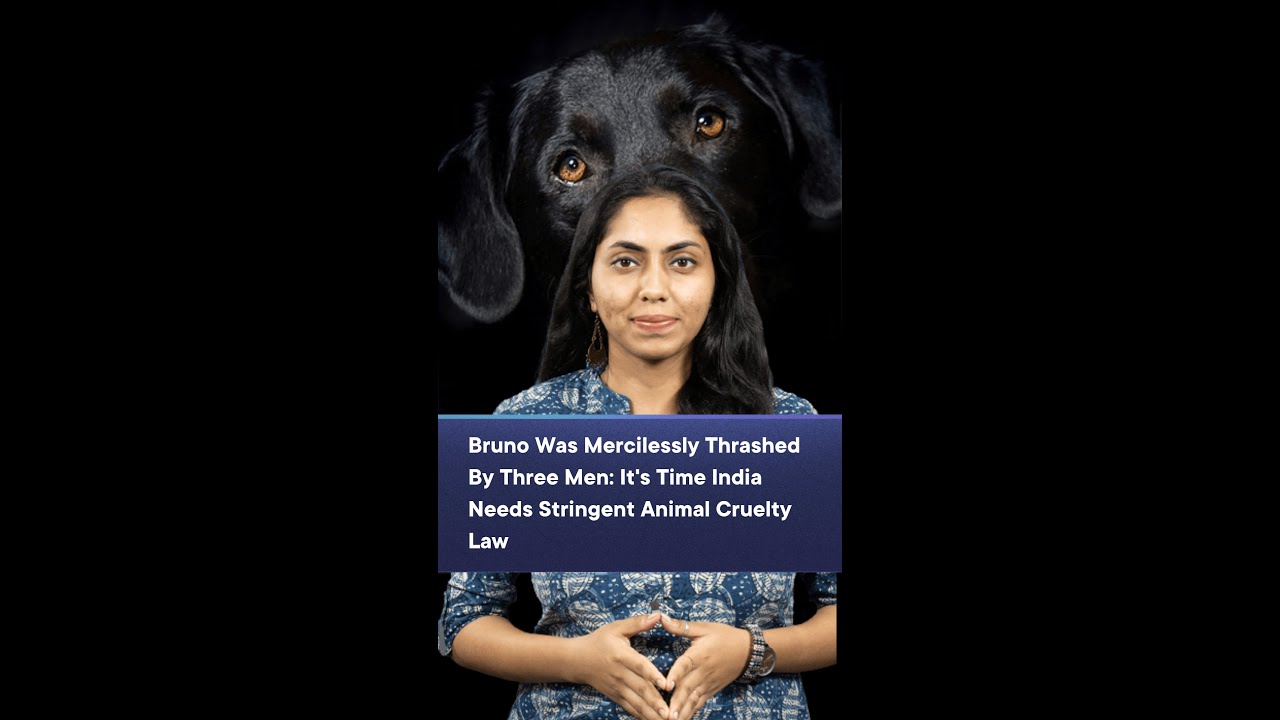 Bruno Was Mercilessly Thrashed By Three Men: It's Time India Needs  Stringent Animal Cruelty Law - YouTube