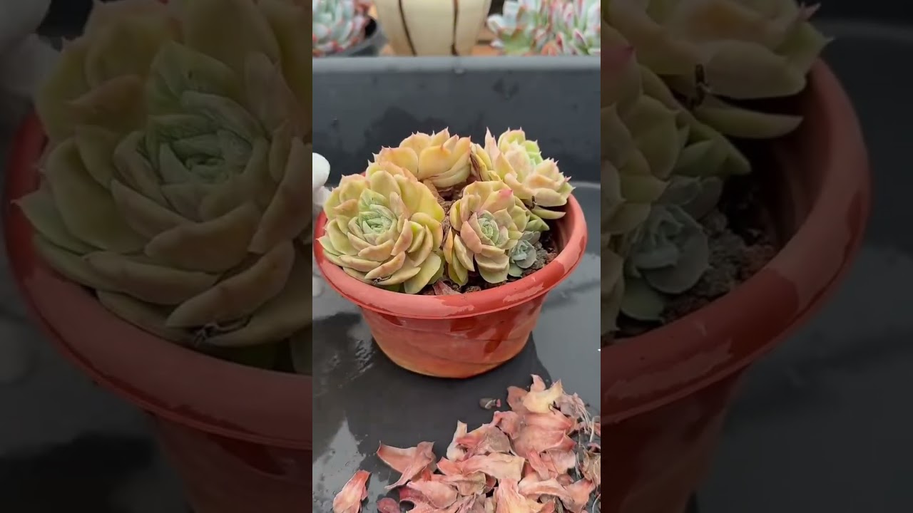 Succulent Repotting & Root Care Indoors | Prevent Shock and Promote Growth