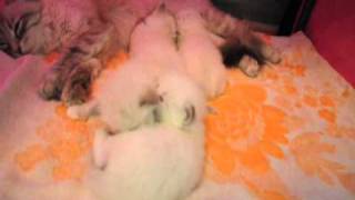 котята 4 недели.wmv котята 4 недели.wmv