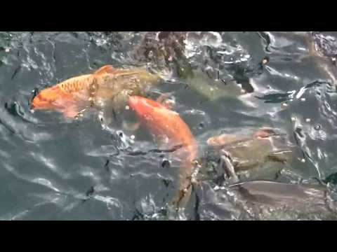 Large fish in river next to Princes Quay Shopping Centre Hull Yorkshire England UK