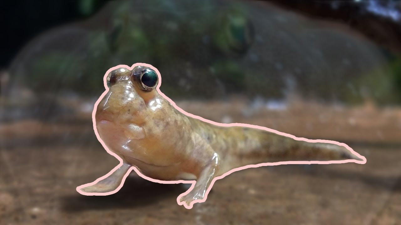 Apakah Ikan Bisa Minum