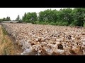 Free range duck farms  millions of ducks are raised free range for eggs and meat