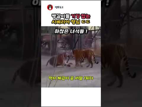 벵갈이들 기강 잡는 시베리아 형님 ㄷㄷ thumbnail
