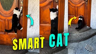 Cat Standing by the Door Then Managing to Actually Open It on Its Own