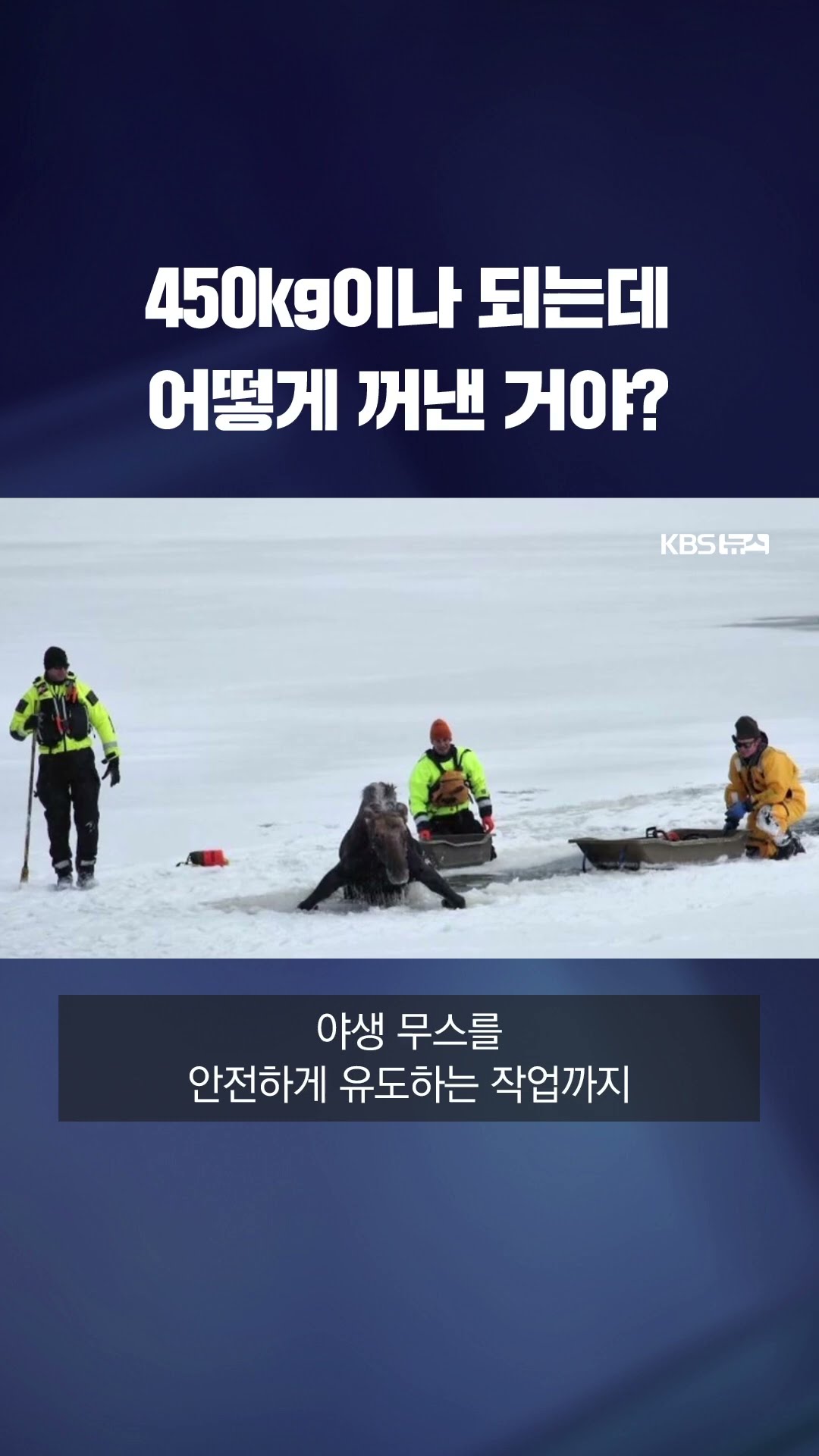 무게만 450kg…얼음호수 빠진 야생 무스 구조 작전 #shorts / KBS