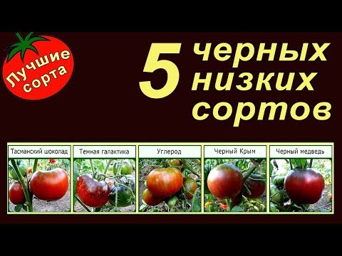 5 ЧЕРНЫХ НИЗКОРОСЛЫХ УРОЖАЙНЫХ ТОМАТОВ (лучшие сорта томатов для открытого грунта)