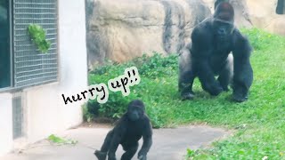 現在外出放飯時 小金剛Ringo跑得比阿爸更快Ringo can run faster than dad while they go out foraging#金剛猩猩 #gorilla