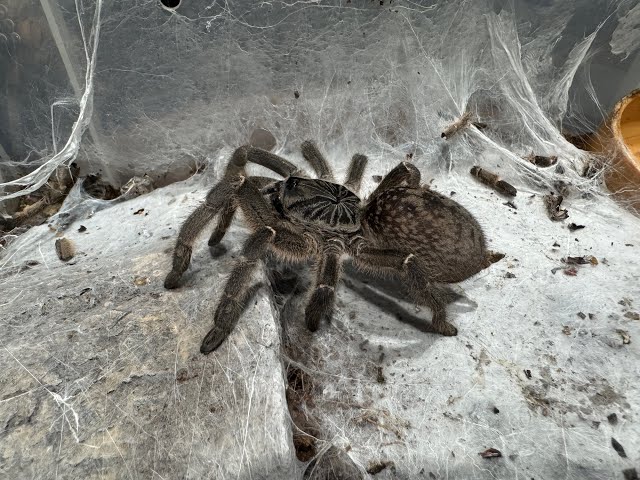 Ceratogyrus meridionalis, Zimbabwe Grey pairing - YouTube