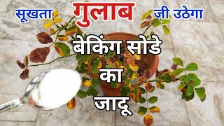 How to save a dying rose plant by 4 natural ways.Rose plant growing tip.