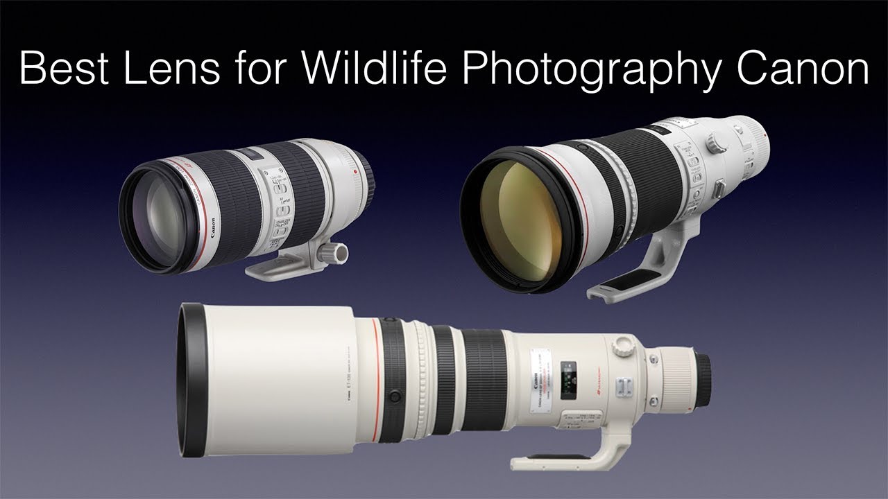 Best Lens for Wildlife Photography Canon - YouTube