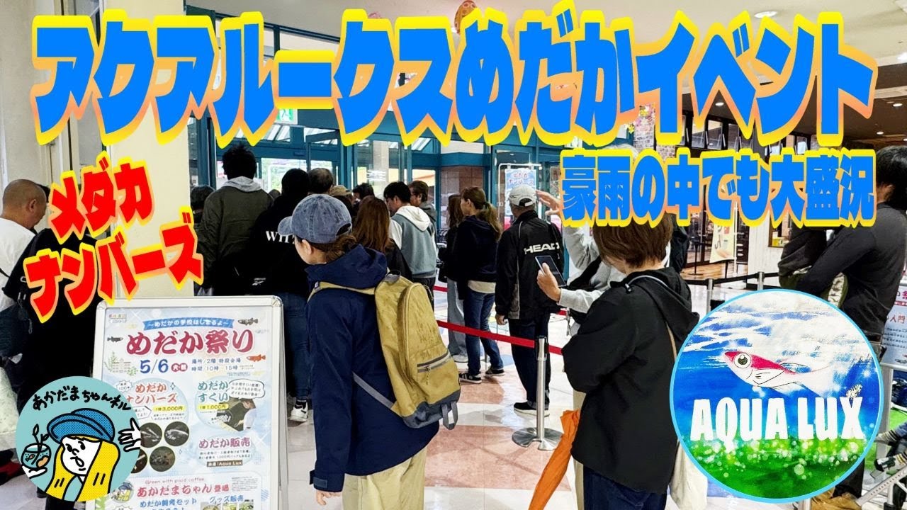 【めだか】豪雨の中でメダカイベント！（年に一回アクアルークスとのコラボめだかイベント開催！今話題のメダカが当たるメダカナンバーズ）