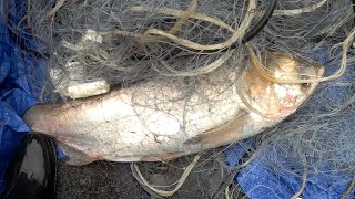 Рыбалка на Амуре, Рыбалка сплавной сетью , Рыбалка 2020 на сети по лицензии,