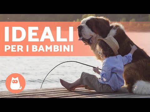 Video: Le migliori foto di animali domestici della famiglia Awkward