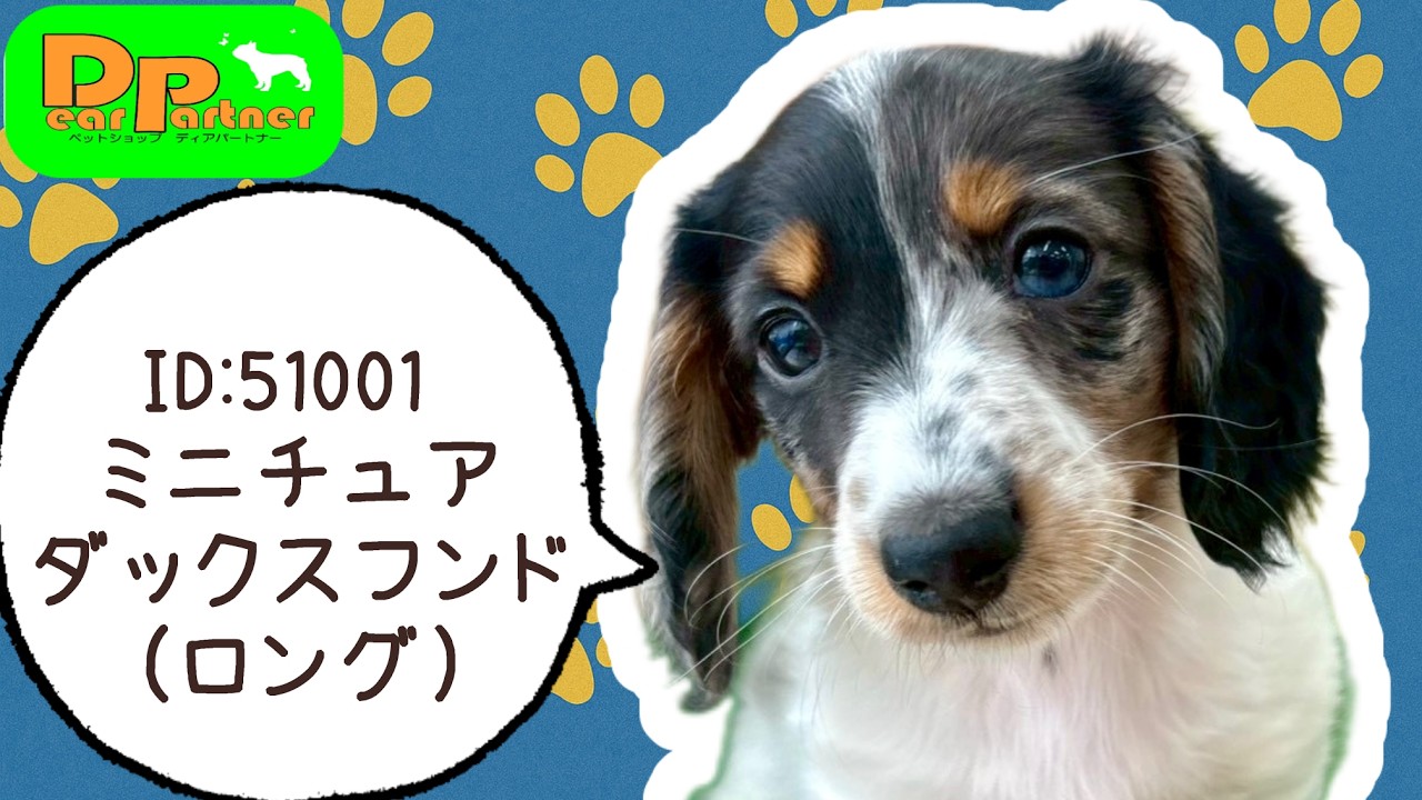 くりあんページ❣️ミニチュアダックス　犬 ID:51001ミニチュア・ダックスフンド(ロング)♂ - YouTube