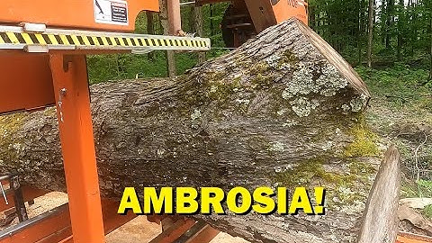 Giant Ambrosia Maple On the Sawmill