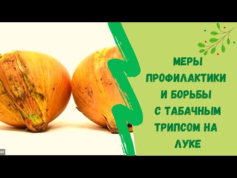 Меры профилактики и борьбы с табачным трипсом на луке
