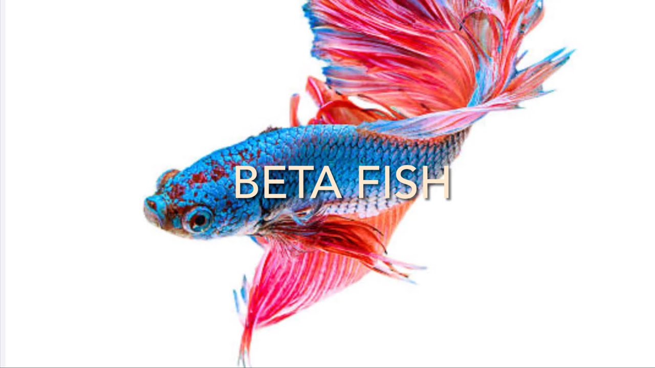 Betta Fish : Stunning Betta fish With Piano Music Perfect for ...