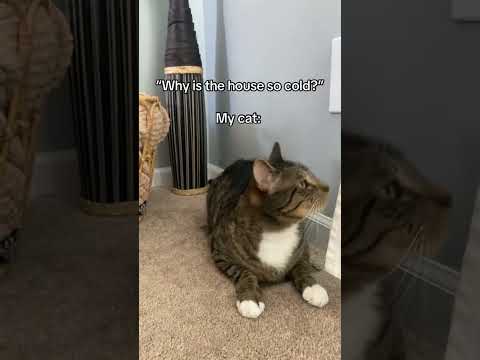 قطتي هي المشكلة قطط اليوتيوب قطط مختصرة