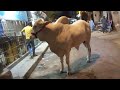 🔴Watch the biggest Cow in our area #karachi #vlogs 230526 (1)