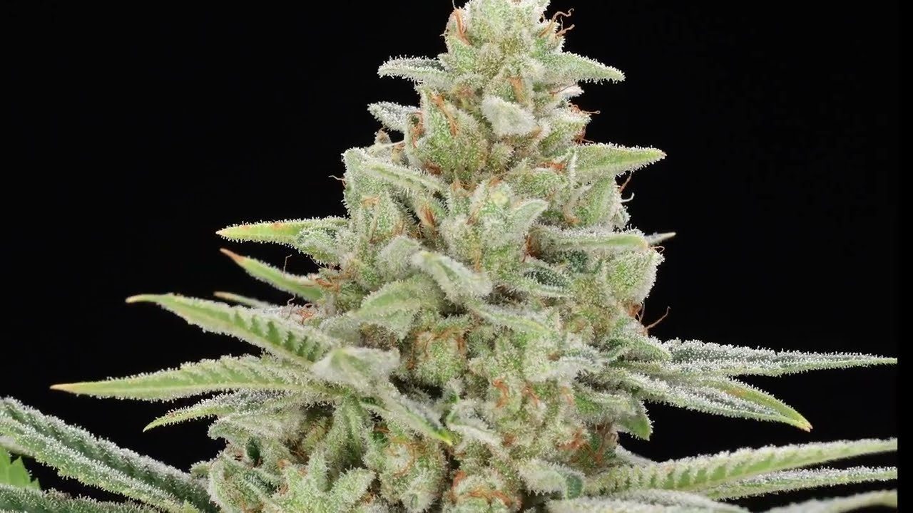 CTPharma Yellow Haze OG Flower