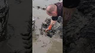 Digging For Worms In The Tidal Mud Flats In Maine.