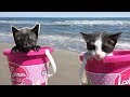 Mis gatitos bebés Luna y Estrella jugando en la playa con una piscina de bolas y tomando biberón