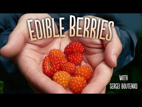 Wild Edibles with Sergei Boutenko | 14+ Berries Foraged in the Pacific Northwest 🍓