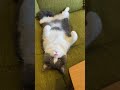 ふくにゃん!?なんで固まってるの??#shorts