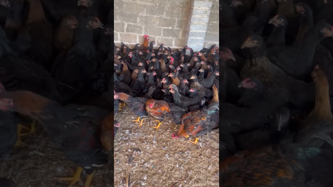 chicken feeding ASMR 