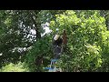 Swarm of Bees in Our Neighbors Trees (and how we re-homed them)