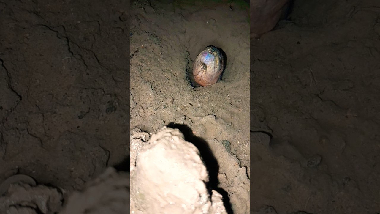 penampakan belut aneh ngerii 