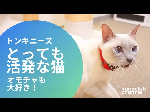 猫種・トンキニーズ　とっても活発で運動量のある猫ちゃん