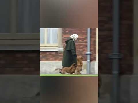 The Sad Truth About The Queen And Her Corgis #shorts #QueenElizabeth #dogs