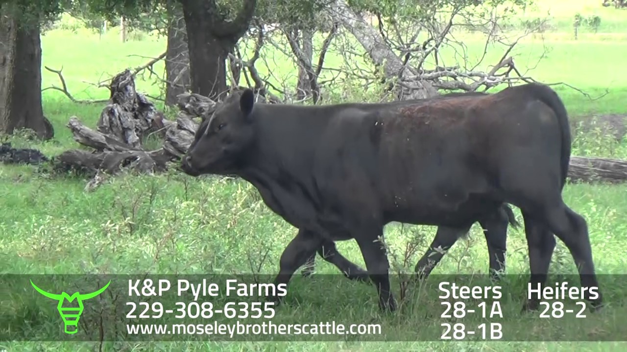 K&P PYLE FARMS SAFE Sale 8/8/17 Moseley Brothers Cattle HD